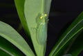 Praying Mantis Camouflage on Back of Green Leaf Royalty Free Stock Photo