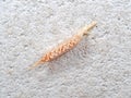 Praying Mantis Egg Sack on White Wall Royalty Free Stock Photo