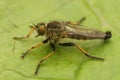 Closeup on a predator common awl robberfly Neoitamus cyanurus