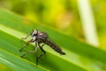 Closeup on a predator common awl robberfly Neoitamus cyanurus sitting on a green leaf