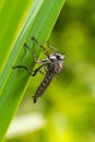 Closeup on a predator common awl robberfly Neoitamus cyanurus sitting on a green leaf Royalty Free Stock Photo