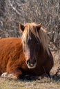 A closeup of a pregnant wild brown mare laying in the sand at Assateague Island