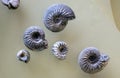 A closeup of the prehistoric fossil ammonite in the Museum of Paleontology