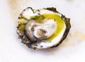 Closeup of prepared oyster in shell oyster with lemon sauce and greens on white plate. Fresh delcate oyster from the sea on a