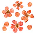 Closeup pressed and dry large pale red flowers and petal set of quince plant. Blossom of japonica chaenomles, isolated