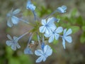 Pretty blue cape leadwort flowers, Plumbago auriculata Royalty Free Stock Photo