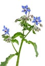 Closeup of the pretty blue flowers and buds on a borage plant, Borago officinalis,on q white background Royalty Free Stock Photo