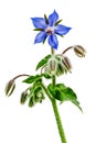 Closeup of the pretty blue flowers and buds on a borage plant, Borago officinalis,on q white background Royalty Free Stock Photo