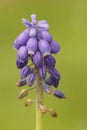 Closeup on a pretty blue grape hyacinth, Muscari botryoides against a green background Royalty Free Stock Photo