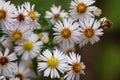 Closeup of pretty cluster of daisies in the garden