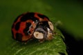 Closeup of a pretty ladybug standing on a green leaf