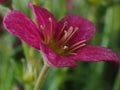 Single saxifrage flower, variety Alpino Pink Early