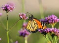 Monarch butterfly on Purple Verbena with pollen covered tongue