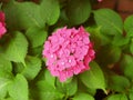 Closeup of the pretty pink bigleaf hydrangea flower Royalty Free Stock Photo