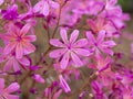 Lovely pink flowers of Lewisia cotyledon