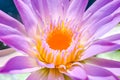 Closeup of a pretty purple water lily flower on the pond Royalty Free Stock Photo