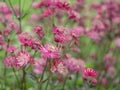 Pretty flowers of masterwort Astrantia major Ruby Star