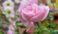 closeup on pretty rose in a bouquet of flowers