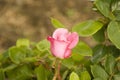 Closeup of a pretty rose