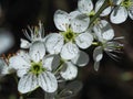 Closeup of pretty white blackthorn flowers