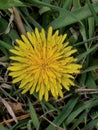 Closeup of a pretty yellow dandelion flower Royalty Free Stock Photo