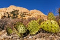 Closeup of prickly pear cactus in desert, USA