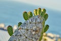 Closeup of prickly pear cactus flowers getting ready to blossom and bloom in Mexico desert. Succulent fig optunia