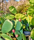 Closeup of prickly pear cactus fruit growing on green cactus plant growing in Canary Islands, Spain. Exotic plant Royalty Free Stock Photo