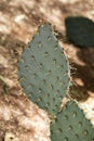Closeup of prickly pear cactus at natural sunlight in desert of Arizona