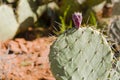 Closeup Prickly Pear Cactus Pink Flower Bud