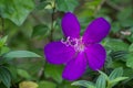 Closeup of a Princess flower (Tibouchina semidecandra)