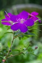 Closeup of a Princess flower (Tibouchina semidecandra) Royalty Free Stock Photo