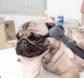 Closeup professional veterinary doctor examining pet dog eye with otoscope Royalty Free Stock Photo