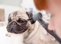 Closeup professional veterinary doctor examining pet dog eye with otoscope Royalty Free Stock Photo