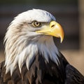 closeup profile bald head eagle