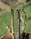 Swallowtail Butterfly Just Emerged from Pupa Royalty Free Stock Photo