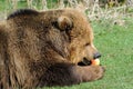 Brown bear feeding on apple Royalty Free Stock Photo