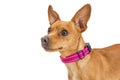Closeup Profile Chihuahua Pink Collar