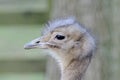 Darwins Rhea Profile Royalty Free Stock Photo