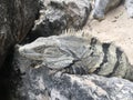 Closeup profile face and body of reptile. Lizard with closed eys, danger face scaly and spiny skin, wide open mouth Mexican grey