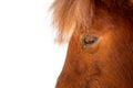 Closeup of Miniature Horse Face Profile Royalty Free Stock Photo