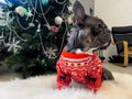 Close-up profile of a French bulldog. Stylishly dressed dog on the background of a Christmas tree. Dark little dog in Royalty Free Stock Photo