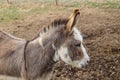 Closeup profile head shot of a pretty little brown donkey