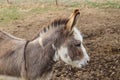 Closeup profile head shot of a pretty little donkey