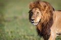 Closeup Profile Large Male Lion Walking Royalty Free Stock Photo