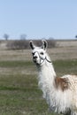 Closeup profile of Llama looking beyond camera Royalty Free Stock Photo
