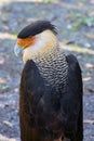 Profile Of A Northern Crested Caracara