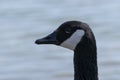 Profile of beautiful Canada Goose head Royalty Free Stock Photo