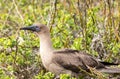 Closeup profile portrait of juvenile red footed booby on branch Royalty Free Stock Photo