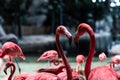 Closeup profile portrait of a pink flamingo. A group of flamingoes. Pink flamingos against green background Royalty Free Stock Photo